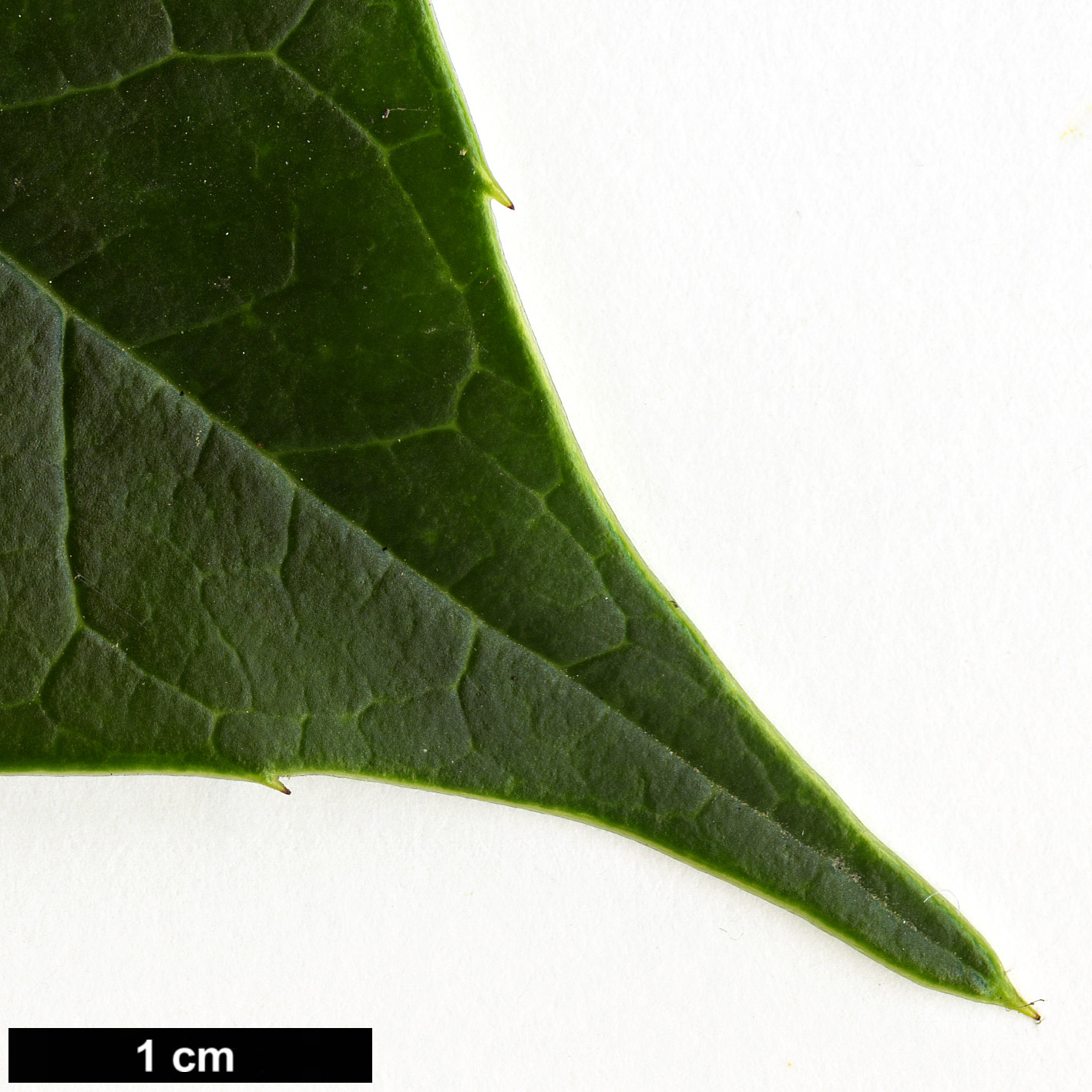 High resolution image: Family: Aquifoliaceae - Genus: Ilex - Taxon: hookeri HORT